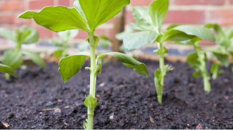 Types and Effects of Soil Conditioners