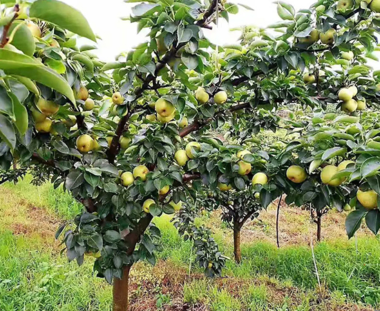 Is Autumn Priming Golden
