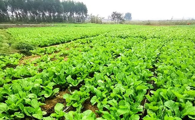 The Main Roles of Organic Nutrition are
